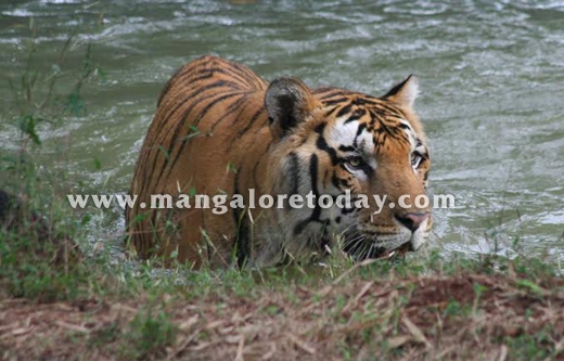 Tiger Raja